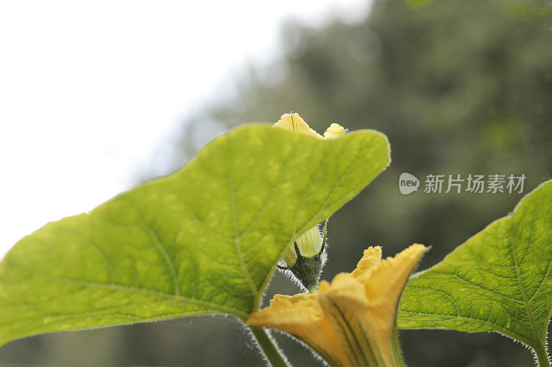 花中的黄瓜(Cucumis sativus